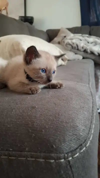 Siamois Pure Race ♡ 3 CHATON MÂLE, View more