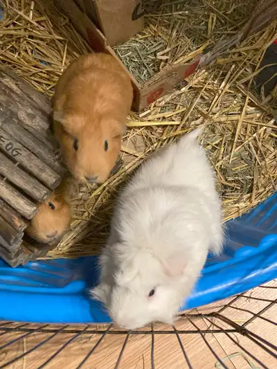 Exotic Pet Boarding - Rabbit, Guinea Pig, Hamster..., View more