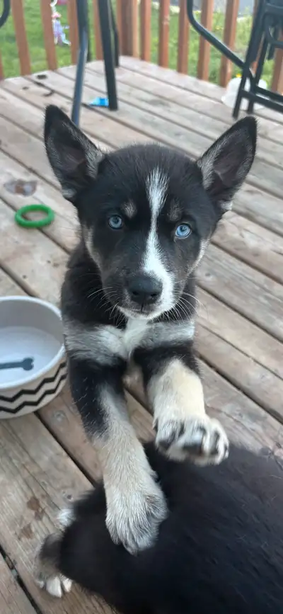 Husky x German shepherd puppies, View more