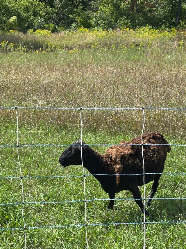 Katahdin Ram in Livestock in Peterborough - Image 4