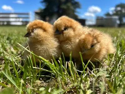 Adorable pure silkie chicks from high quality breeding stock with excellent conformation and feather...