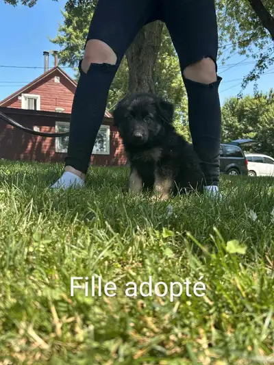 Chiot berger allemand PRET IMMEDIATEMENT A QUITTER, View more
