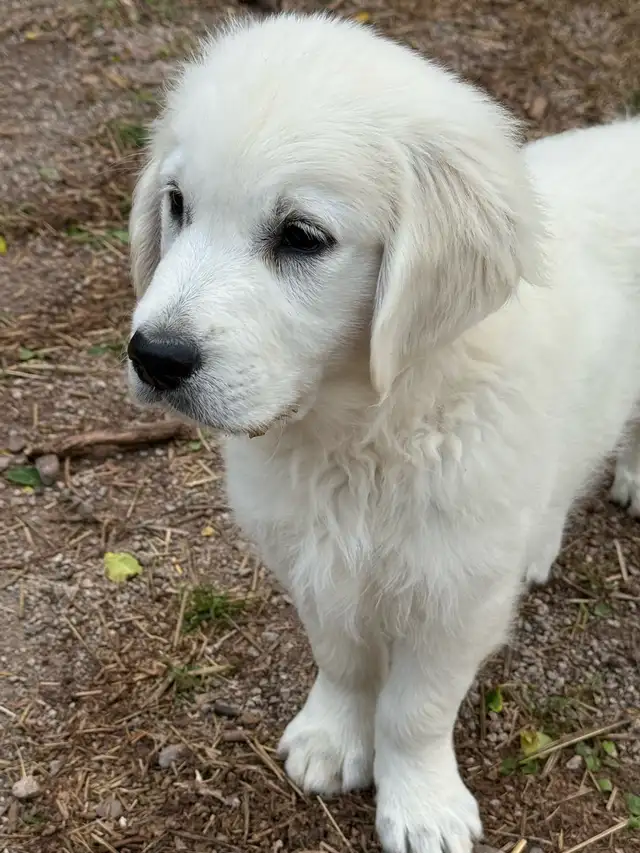 English Cream Golden Retriever Puppies CKC registered in Dogs & Puppies for Rehoming in Oakville / Halton Region - Image 9