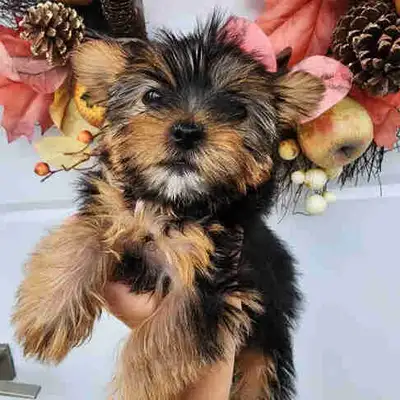 Yorkshire Terrier puppies, View more