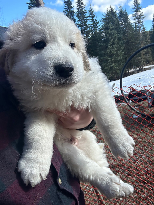 Pyrenees x Maremma puppies in Dogs & Puppies for Rehoming in Prince George