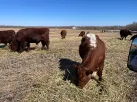 Top quality grass fed bulls