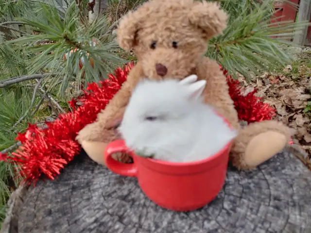 EXTRAORDINARY Netherland dwarf, mini rex, lionhead, Holland lops in Small Animals for Rehoming in Ottawa - Image 9