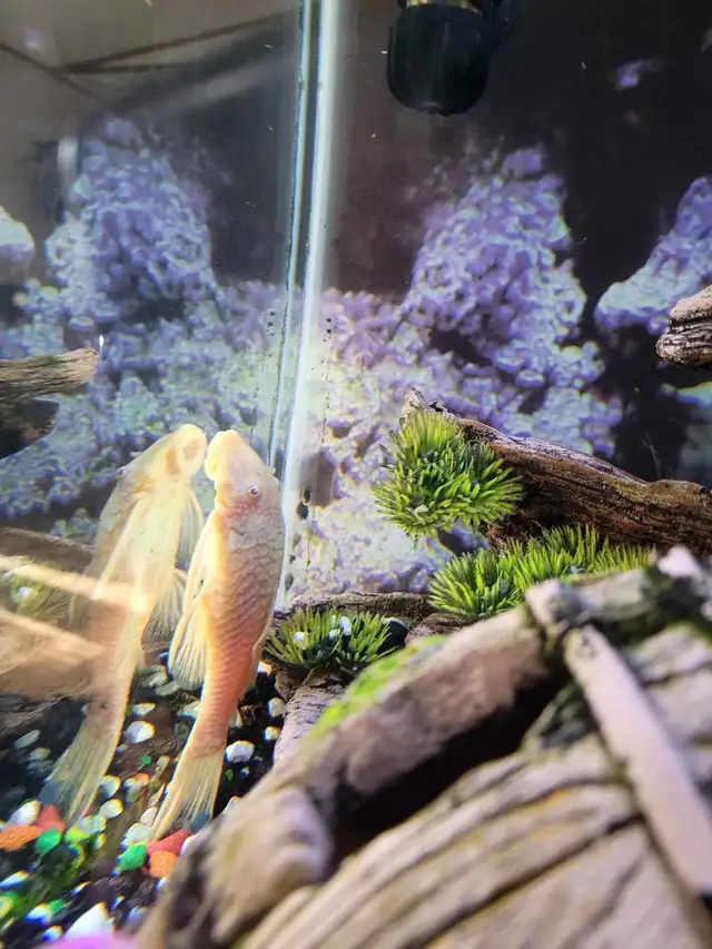 aquarium with stand in Fish for Rehoming in Lethbridge - Image 7