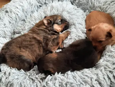 Pomchi puppies. One sold, two left., View more