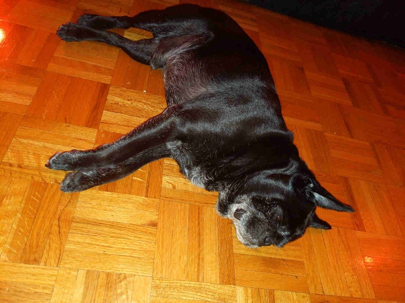 Chien à donner Objets gratuits Longueuil/Rive Sud Kijiji