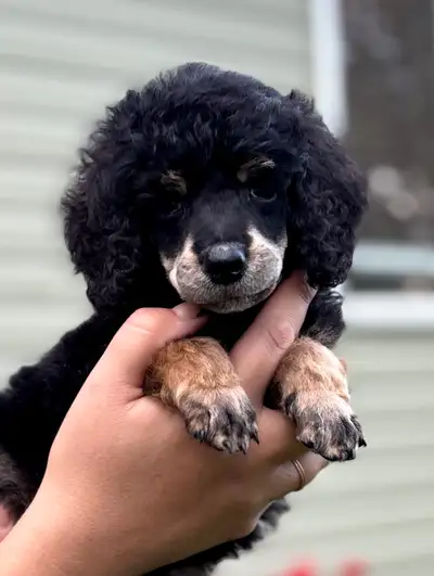 Small CKC Standard Poodle Pups- Prairie Belle Poodles, View more