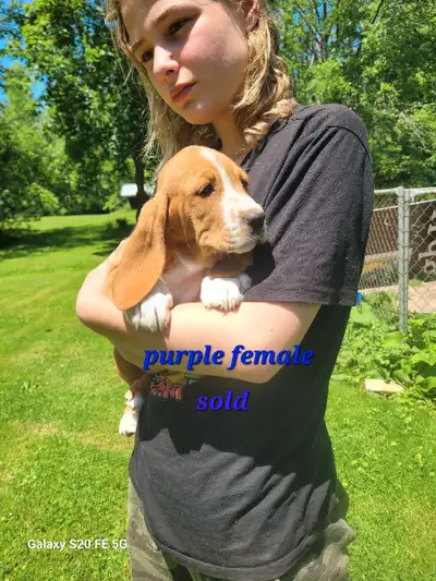 Basset Hound puppies, View more