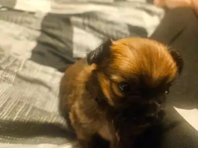 4 adorable chorkies to be rehomed i have 2 males and 2 females, View more