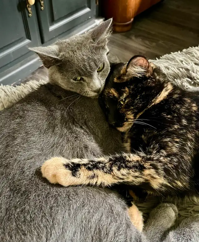 Have you seen our cat?63849001967105122
