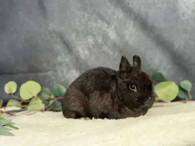 Neutered Netherland dwarf, View more