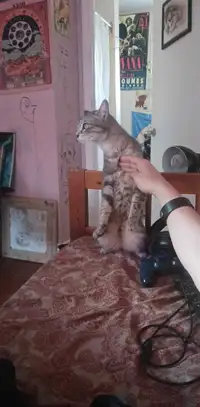  chat à donner