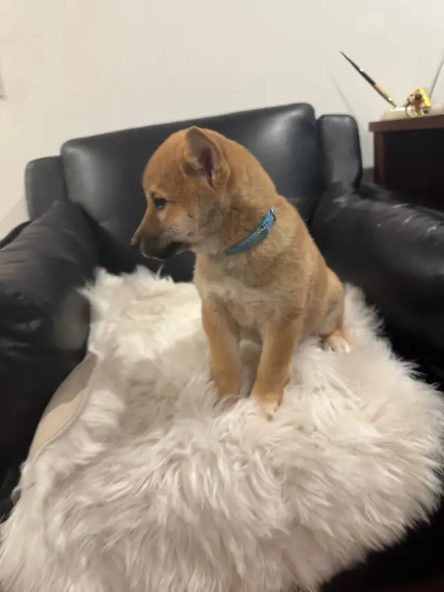 Shiba inu pure race pur bred in Dogs & Puppies for Rehoming in City of Montréal - Image 6