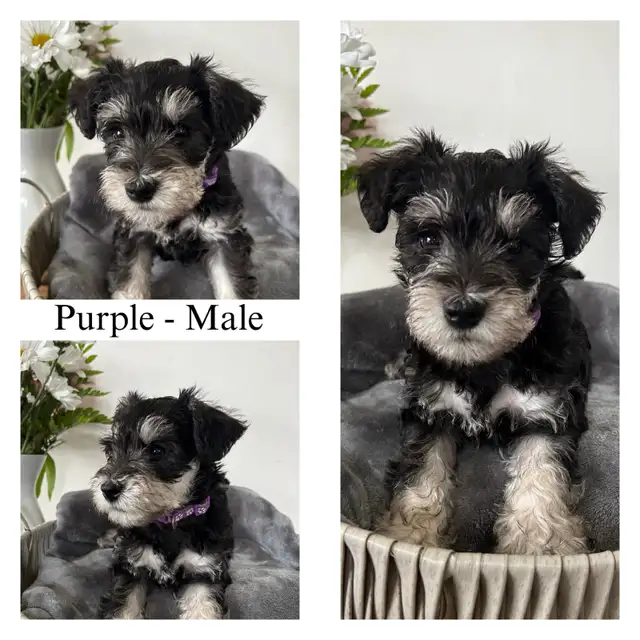 Miniature Schnauzer Puppies in Dogs & Puppies for Rehoming in City of Toronto - Image 6