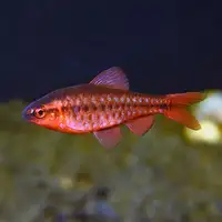 5 Cherry Barb Fish 