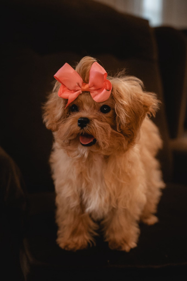 Maltipoo Puppies TeddyBear Maltipoo tiny size in Dogs & Puppies for Rehoming in Winnipeg - Image 2