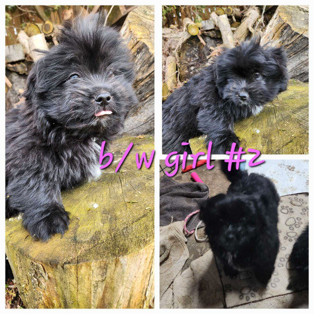 Sweet Shih Tzu Pomeranian puppies available! in Dogs & Puppies for Rehoming in Norfolk County - Image 4