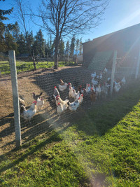 (Creston) Must rehome my 1&2 yr old laying hens 