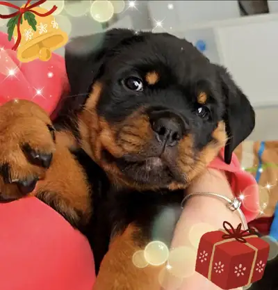 Beautiful Purebred Rottweiler Girl Puppy, View more
