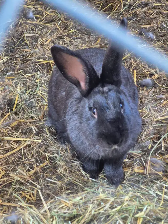 Silver fox rabbits  in Livestock in Cranbrook - Image 2