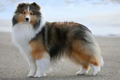 CKC reg. SHELTIE puppies, View more