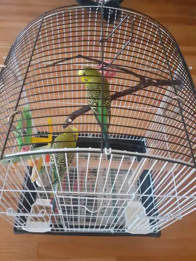 Beautiful 2 parakeet birds, with cage, toys including staircase for the parakeets to play, +1 food b...