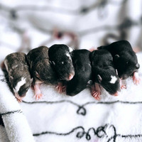 [Iros Rattery] baby rats available for May adoption