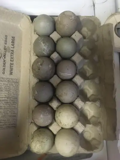 Cayuga and Pekin duck hatching eggs available Breeds are kept in separate pens. 6 eggs for $35 12 eg...