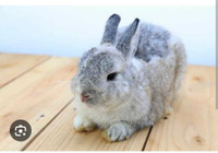 Lf small bunny