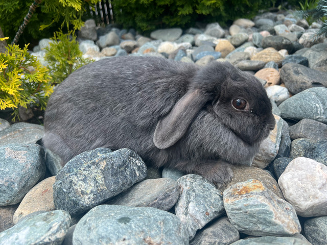 lapin nain bélier hollandais ( femelle) dans Petits animaux à adopter  à Laval/Rive Nord - Image 2