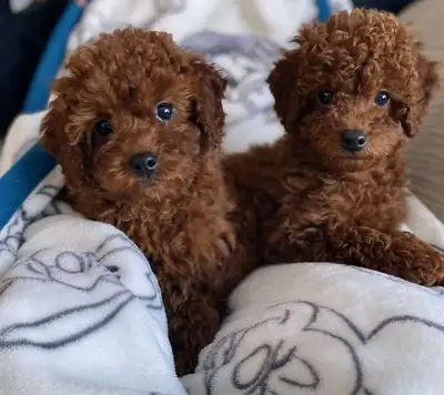 Red Toy Poodle Puppies Ready for Loving Homes, View more