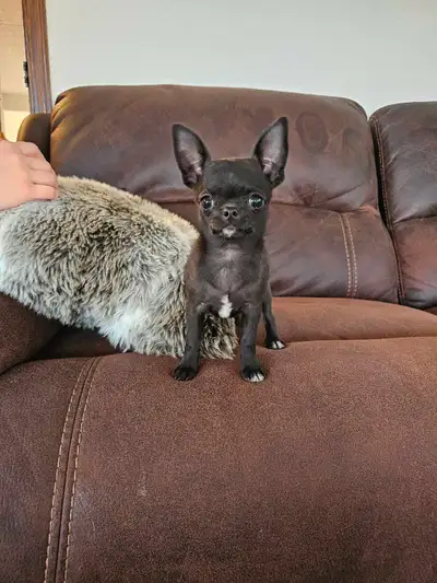***Only one girl left*** Our beautiful puppies are ready for their forever home. We have two females...