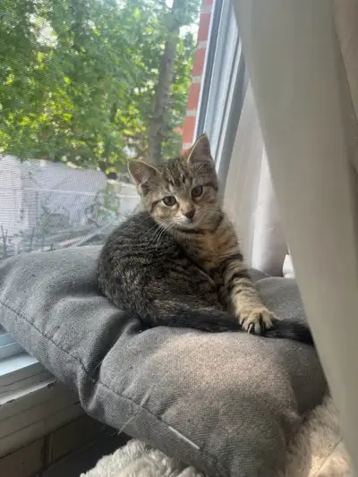 jolie chaton de 12 semaines recherche une famille. 1 femelle. Propre, utilise la litière sans problè...