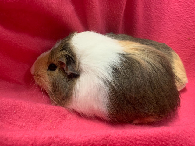 Baby Guinea Pigs Females in Small Animals for Rehoming in Peterborough - Image 2