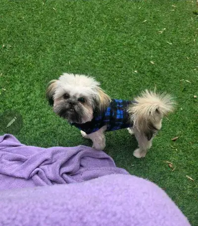 shihtzu miniature stérilisé 10 mois 6 lbs male, View more