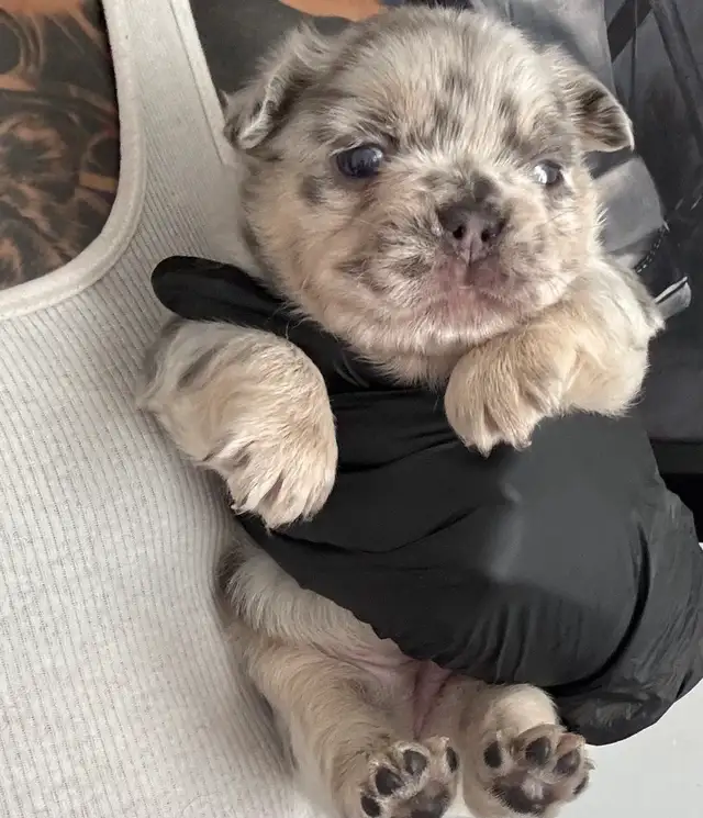 Frenchie Puppies For Sale in Dogs & Puppies for Rehoming in City of Toronto - Image 3