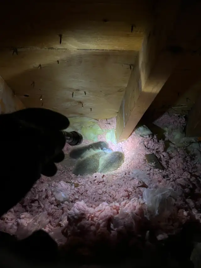AAA Affordable Wildlife Control in Mississauga in Other in Mississauga / Peel Region - Image 10