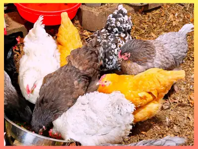 ORPINGTON Dual purpose Organic Chicks & Eggs, View more