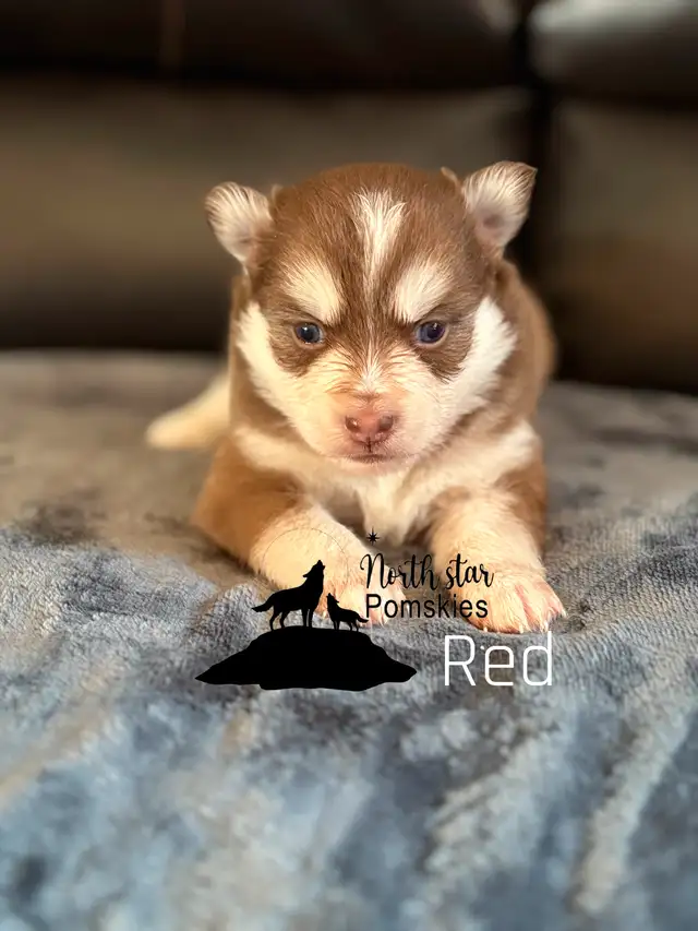 Micro, Mini and Standard Pomskies ! in Dogs & Puppies for Rehoming in City of Toronto - Image 8