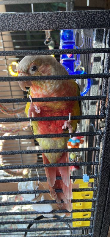 Pineapple conure With the cage in Small Animals for Rehoming in St. Catharines - Image 3