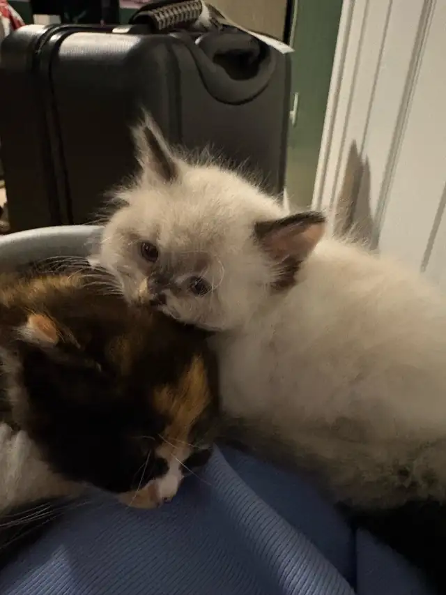 maine coon and ragdoll
