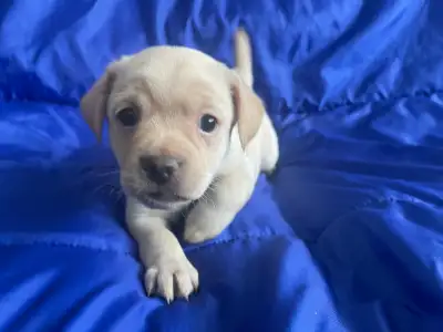 Beautiful Puppies, View more