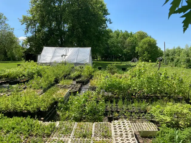 Fall Tree Planting time, container grown576949747744788482