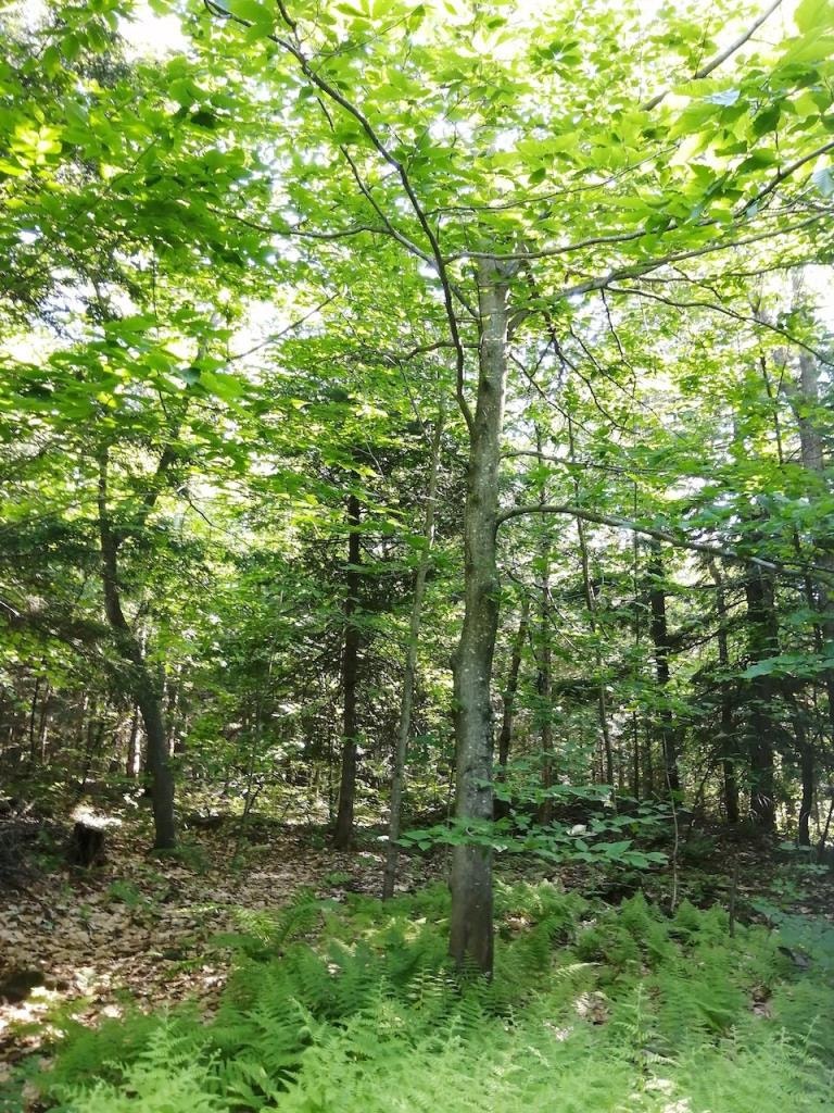 Terrain a vendre A Gore — photo 3
