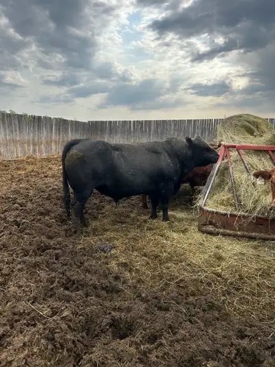 6 year old black angus proven heifer bull for sale. 72 pound bw. never had any issues with him on he...