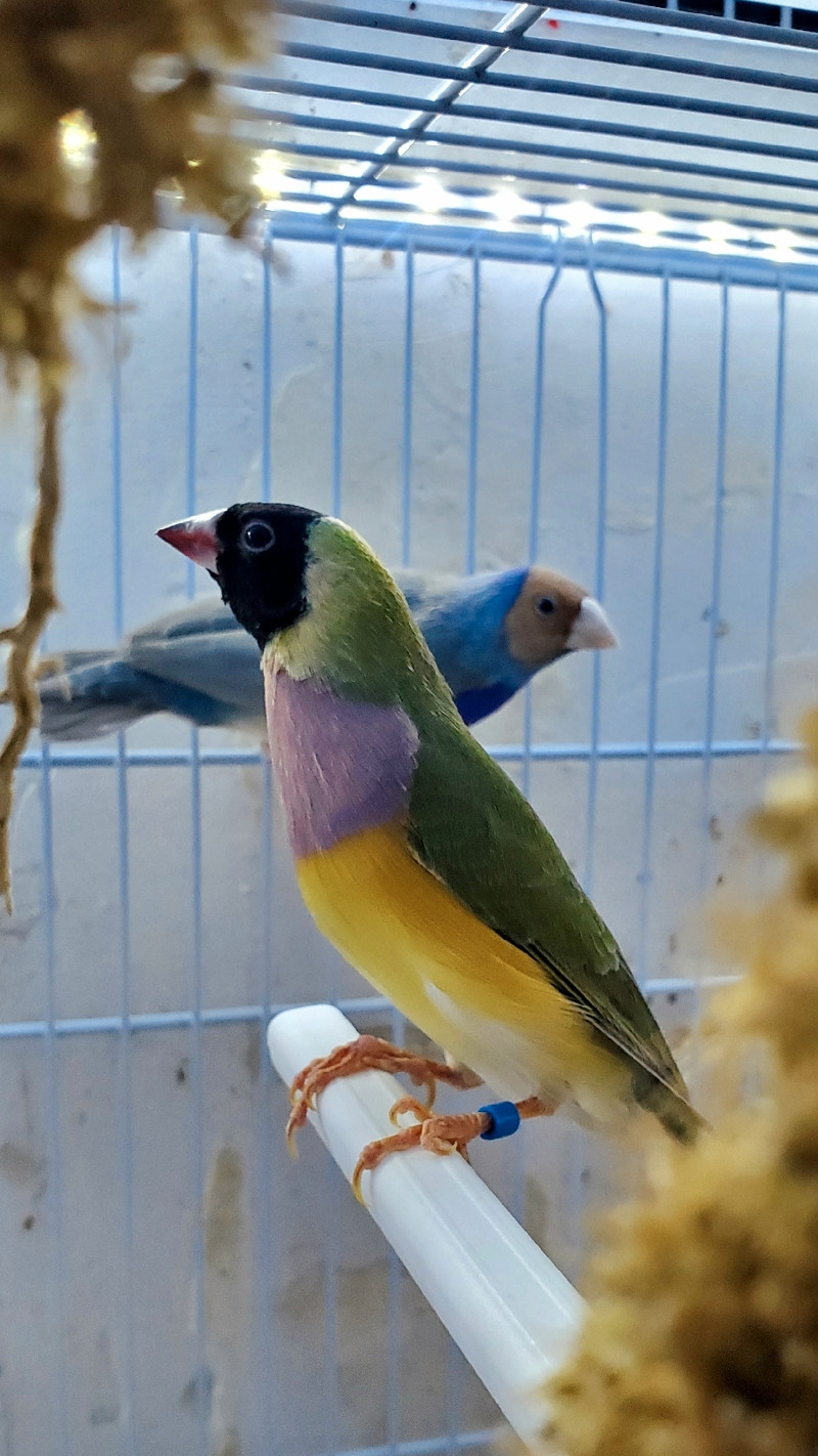 Gouldian Finches for sale | Birds for Rehoming | City of Toronto | Kijiji